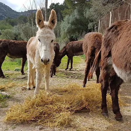 Finca Son Brondo Landhaus Valldemossa (Mallorca)