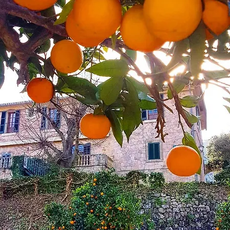 Finca Son Brondo